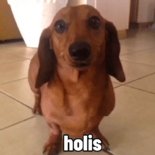 Perros salchicha Mov 2