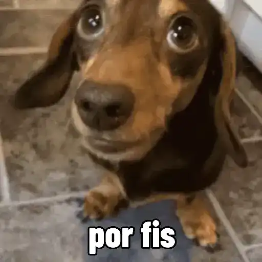 Perros salchicha Mov 8