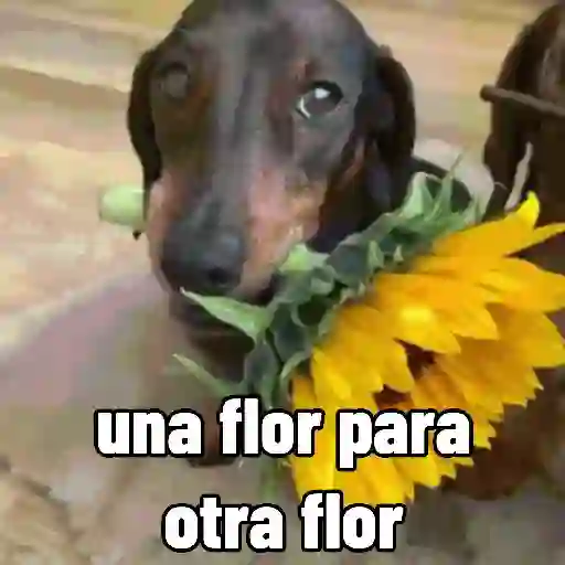 Perros salchicha Mov 5
