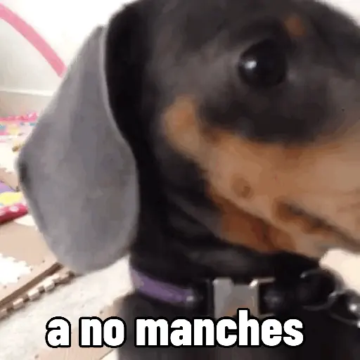 Perros salchicha Mov 12