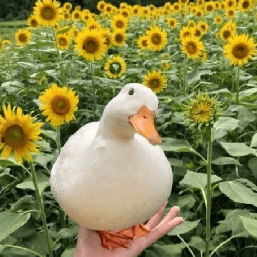 Patos patos patoooo 7