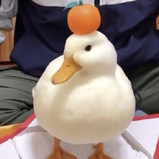 Patos patos patoooo 6