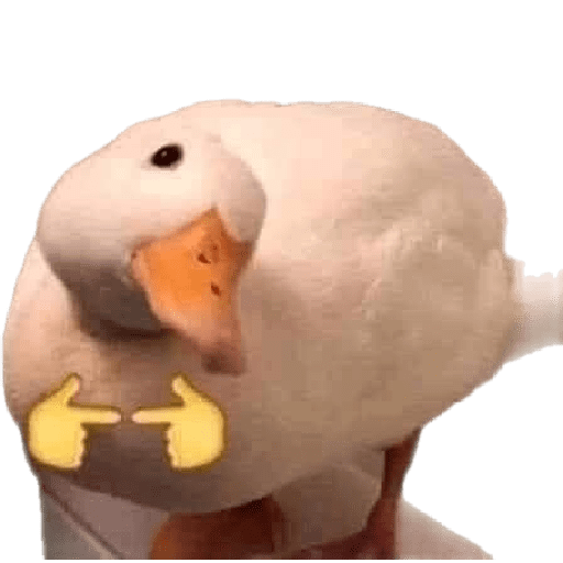 Patos patos patoooo 1