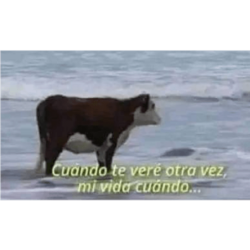 No sé 18