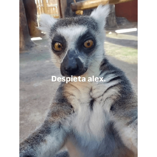 Lo dí todo 29
