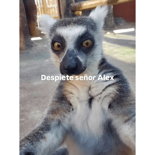 Lo dí todo 26