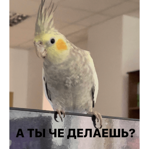 Петрович