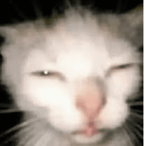 Kucing meme  5