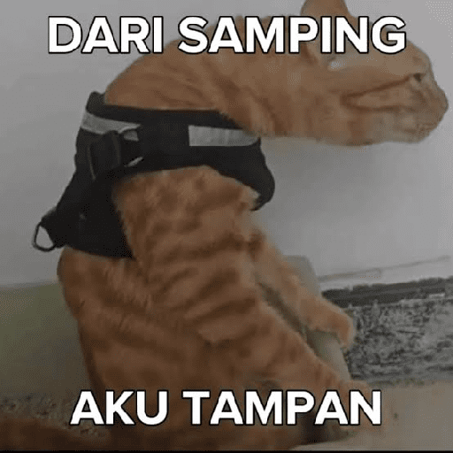 Kucing meme  19