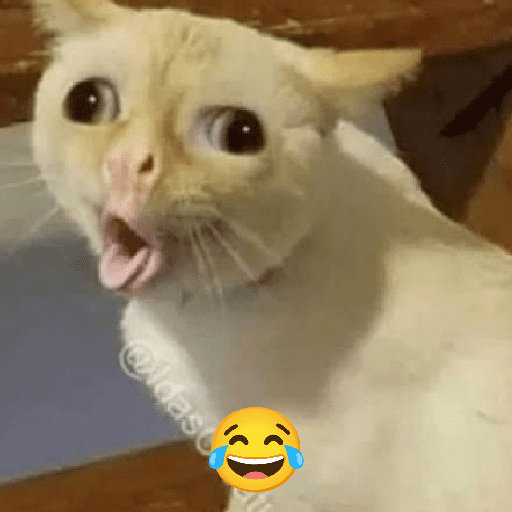 Kucing meme  13