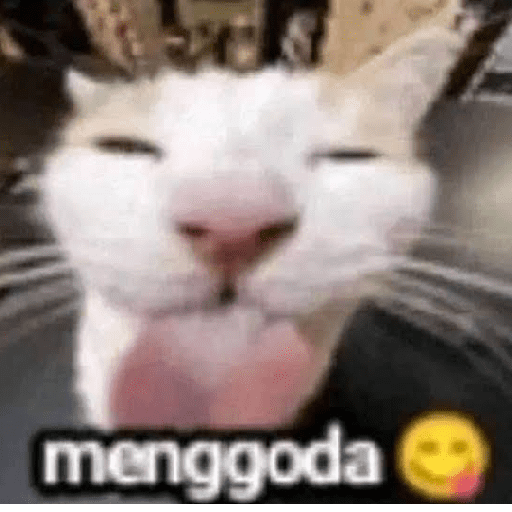 Kucing meme  12