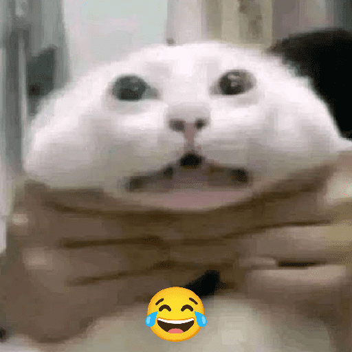 Kucing meme  17
