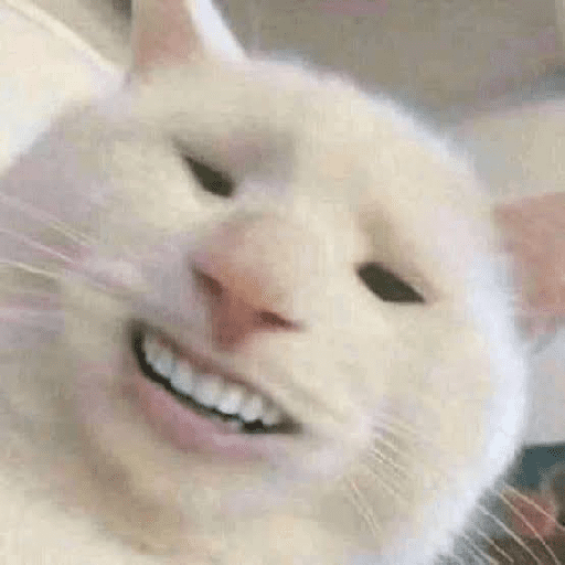 Kucing meme  11