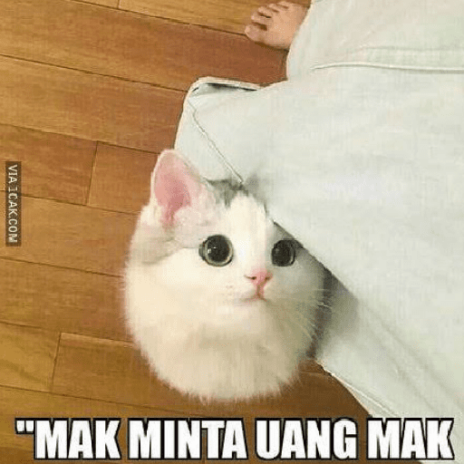 Kucing meme  6