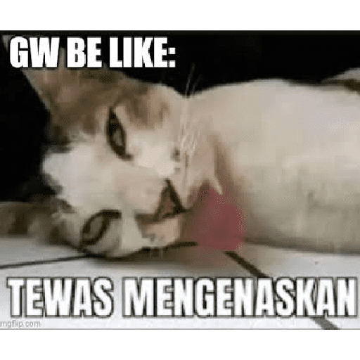 Kucing meme  22