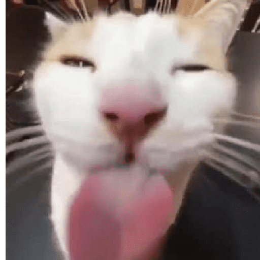 Kucing meme  1