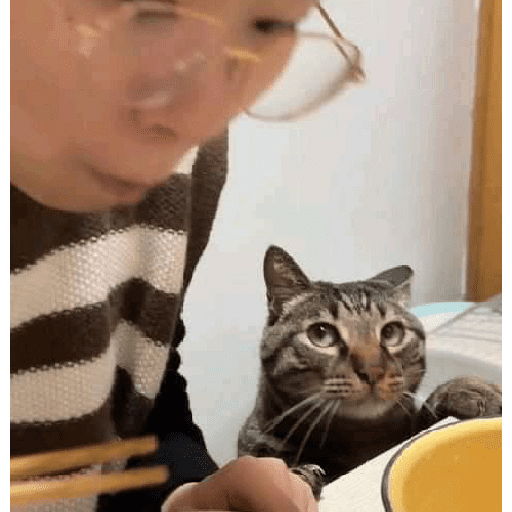 Kucing meme  2