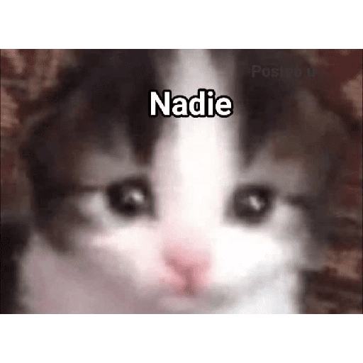 Xdhdhdh 17
