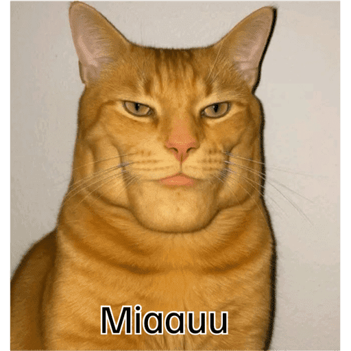 Meme  8