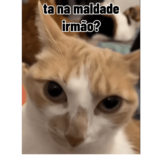 Meme  14