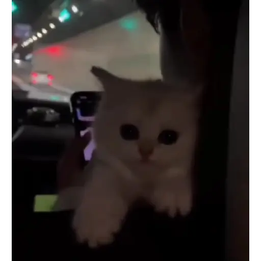 Gatitos-animados2 4