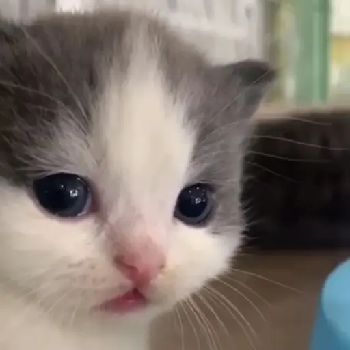 Gatitos-animados2 7