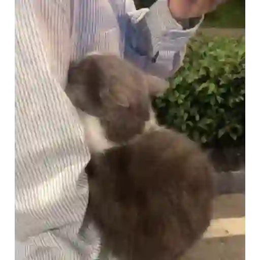 Gatitos-animados2 20