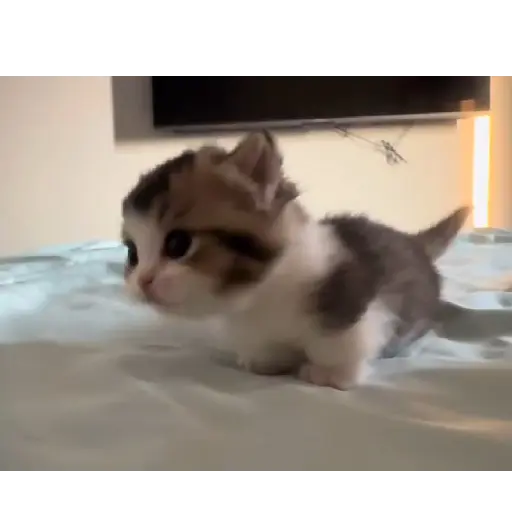 Gatitos-animados2 28