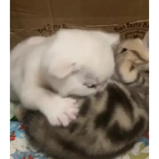 Gatitos-animados2 30