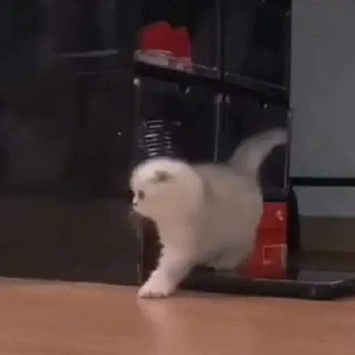 Gatitos-animados2 5