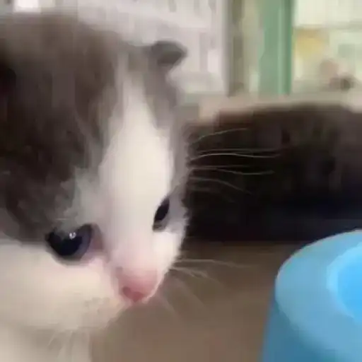 Gatitos-animados2 1