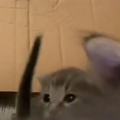 Gatitos-animados2 11