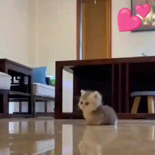Gatitos-animados2 3