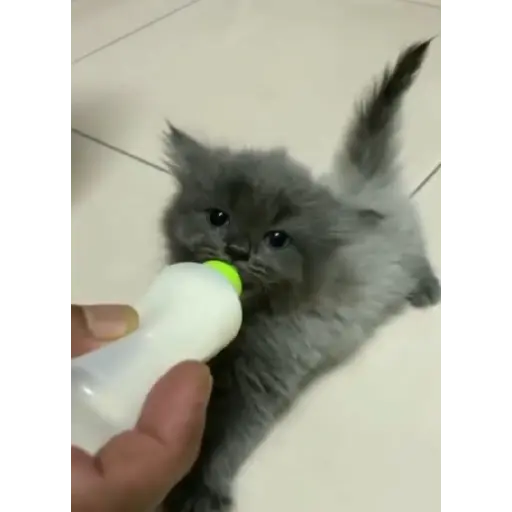 Gatitos-animados2 17