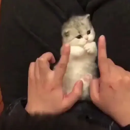 Gatitos-animados2 10