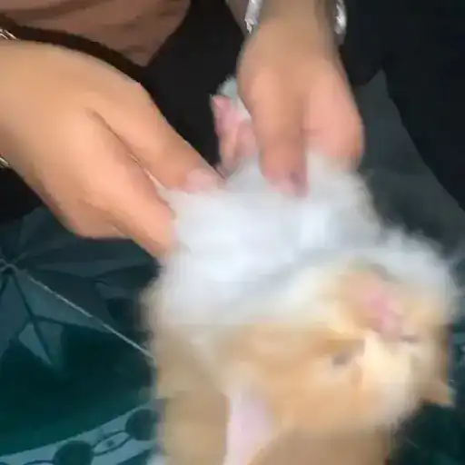 Gatitos-animados2 9