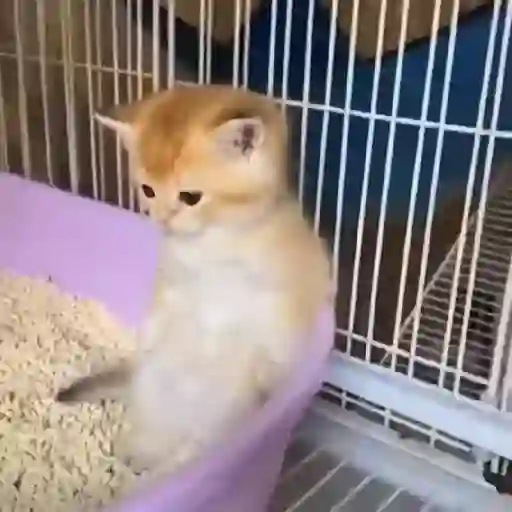Gatitos-animados2 18