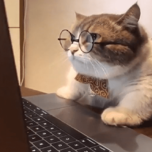 Gato random 🤪 5