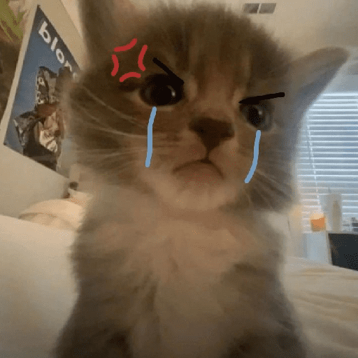 Gato random 🤪 4