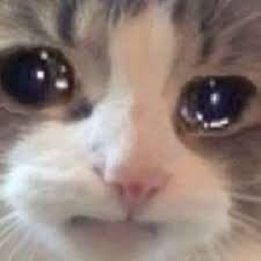 Gato random 🤪 2