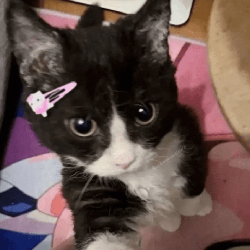 Gato random 🤪