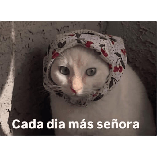Jejeje 14