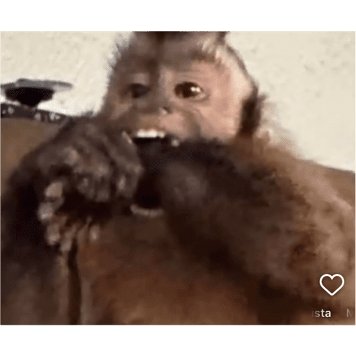 Changuitos 🐒 6
