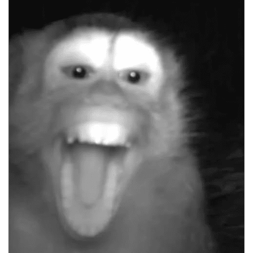 Changuitos 🐒 4