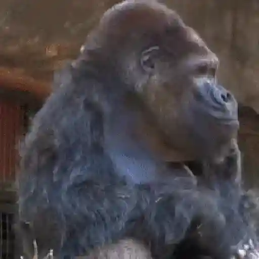 Monkey 29