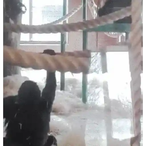 Monkey 28