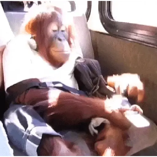 Monkey 27