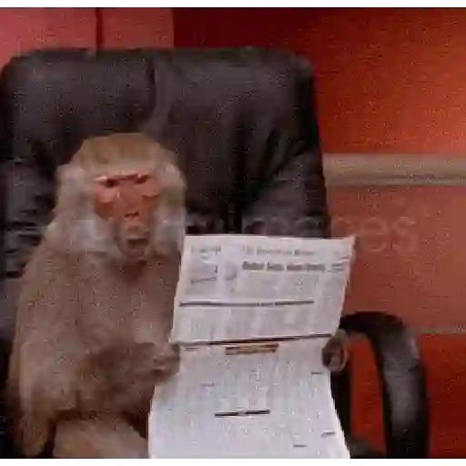 Monkey 26