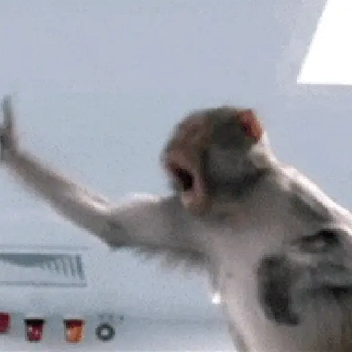 Monkey 24