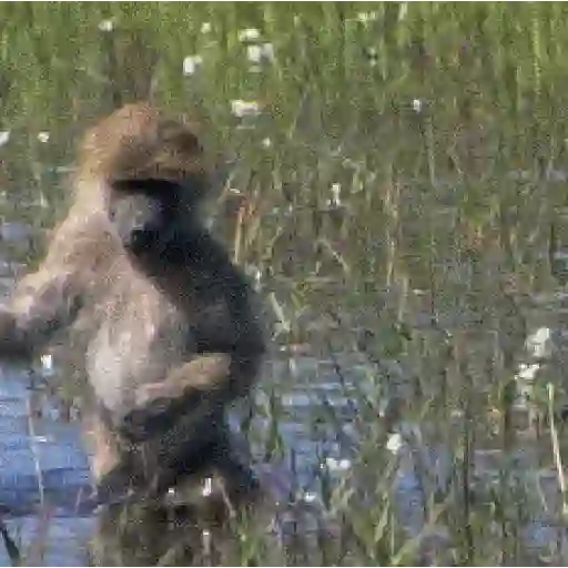 Monkey 23